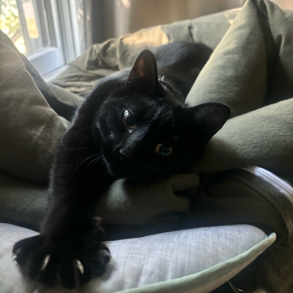 • 𝔪𝔢𝔢𝔱 𝔶𝔬𝔲𝔯 𝔰𝔢𝔩𝔩𝔢𝔯 !! • - Picture 2 of 11